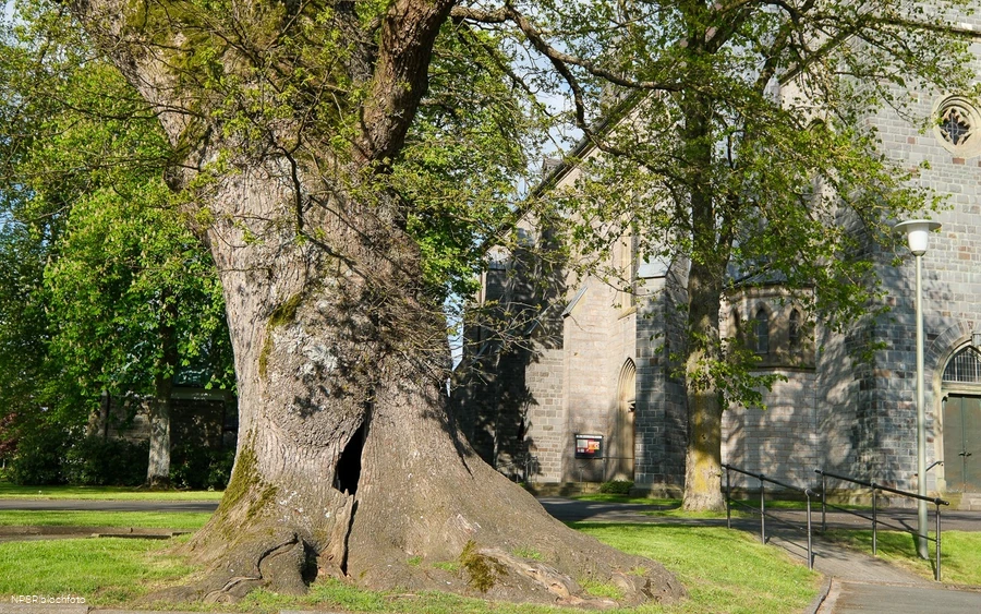 Stieleiche in Eslohe-Reiste