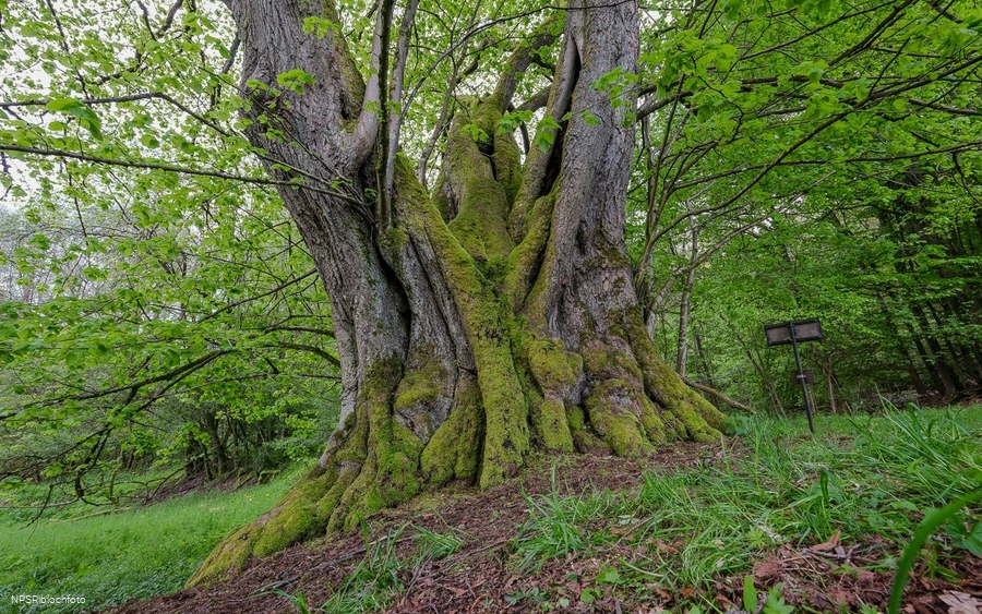 Gerichtslinde Neuenhof Stilleking in Lüdenscheid
