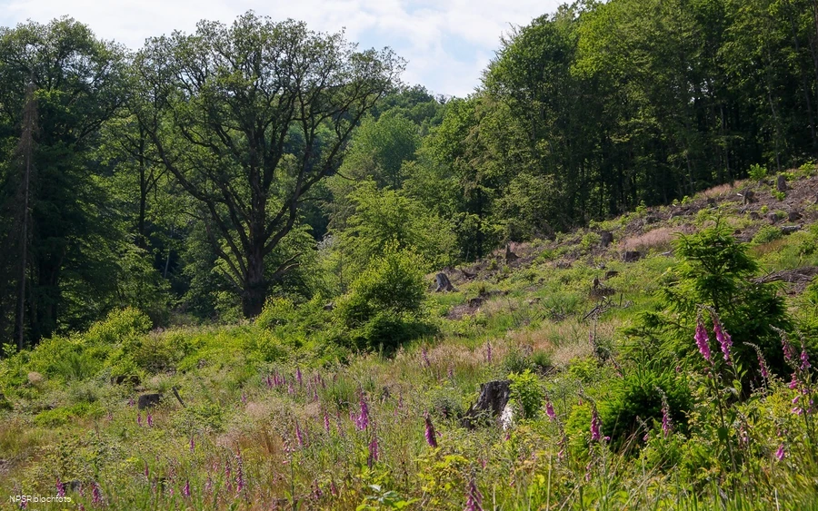 Naturdenkmal Breite Eiche in Plettenberg