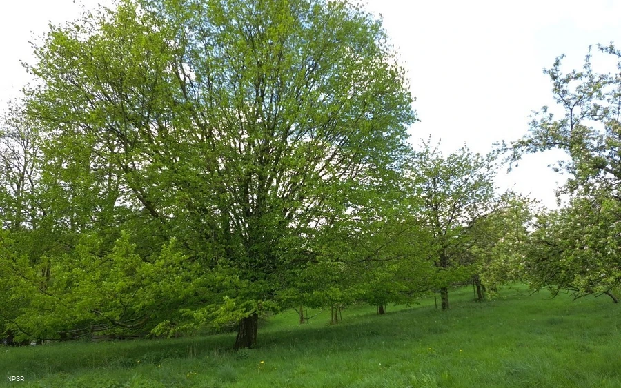 Gemeine Hainbuche in Meinerzhagen