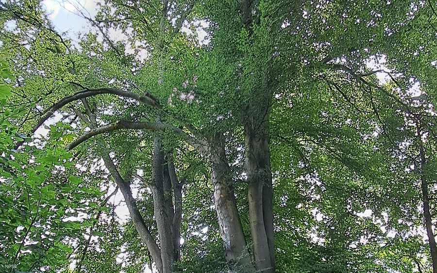 Rotbuche in Hemer zwischen Brockhausen und Bäingsen