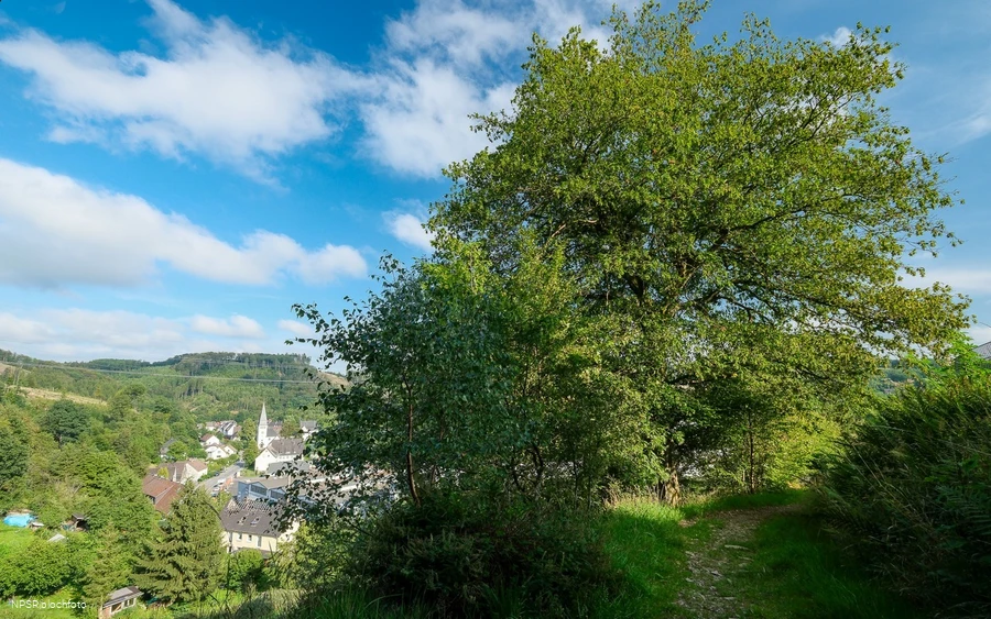 Gemeine Hainbuche in Lüdenscheid nördl. Brüninghausen-Vusmecke