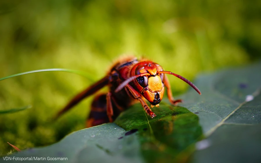 Hornisse beim Trinken