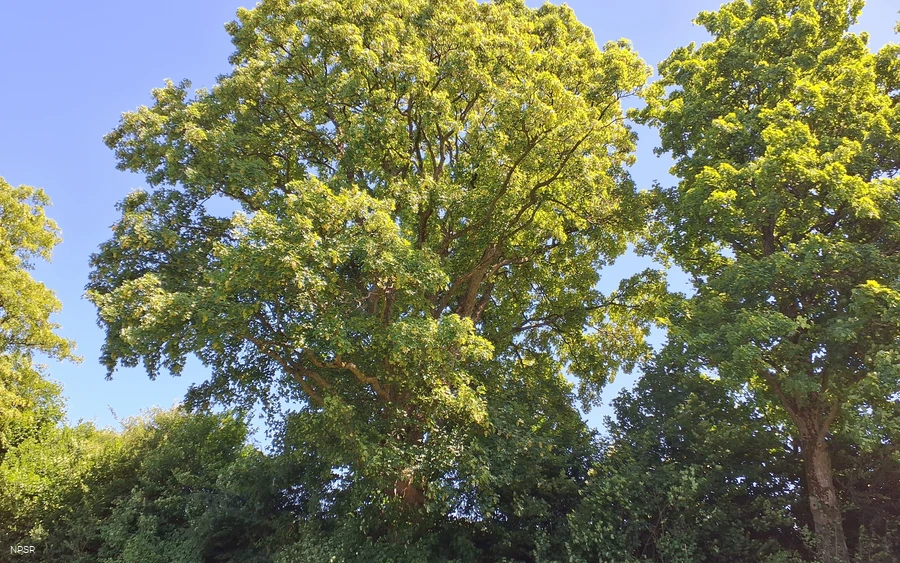 Berg-Ahorn in Schmallenberg-Grafschaft