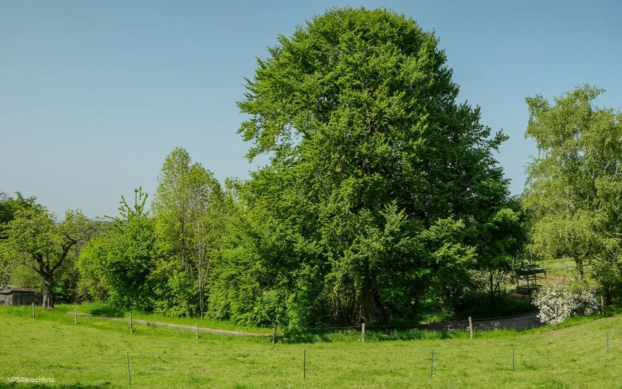 Rotbuche Iserlohn, Im Roland