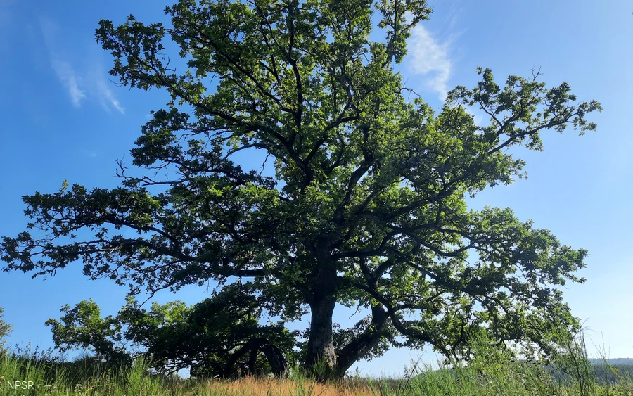 Naturdenkmal in Wingeshausen
