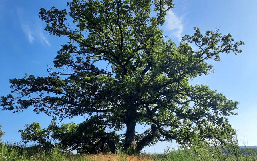 Naturdenkmal in Wingeshausen