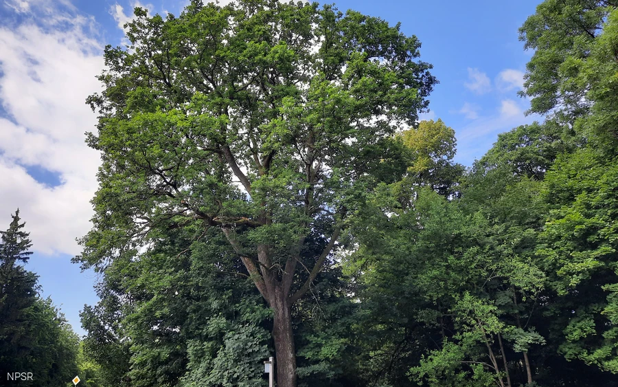 Grenzbaum mit Geschichte - die Kronprinzeneiche