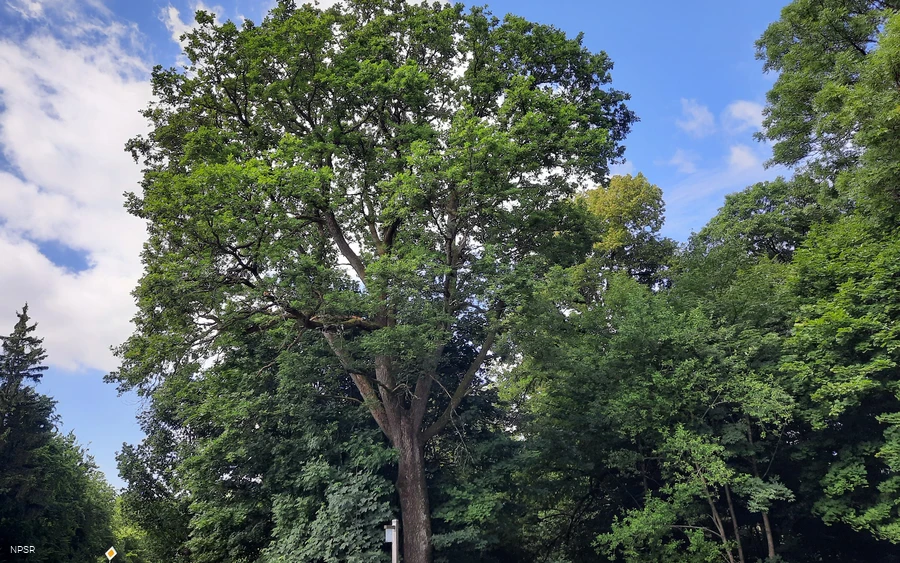 Grenzbaum mit Geschichte - die Kronprinzeneiche
