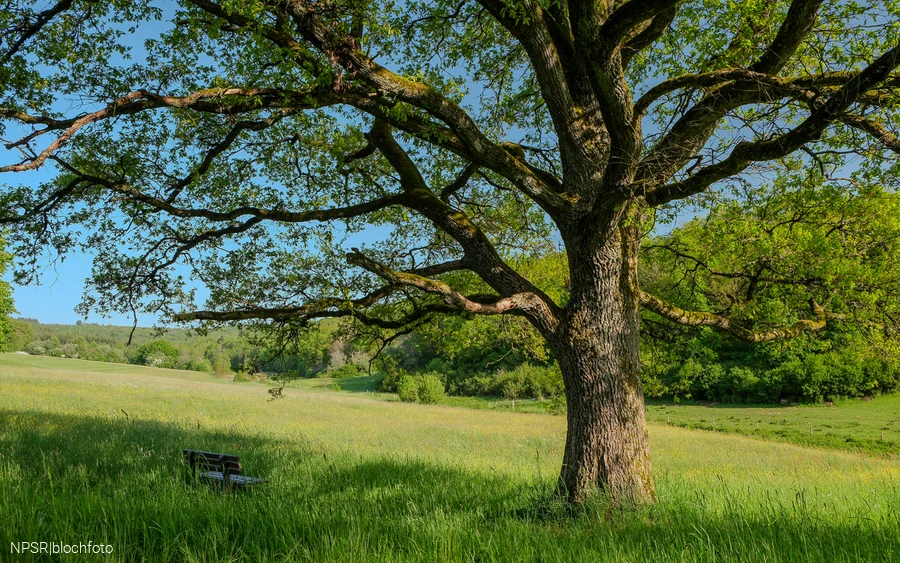 Eiche am Golfplatz im Berghäuser Tal