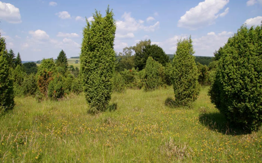 33_H_Ruebenkamp_Haupt A.Klein.jpg