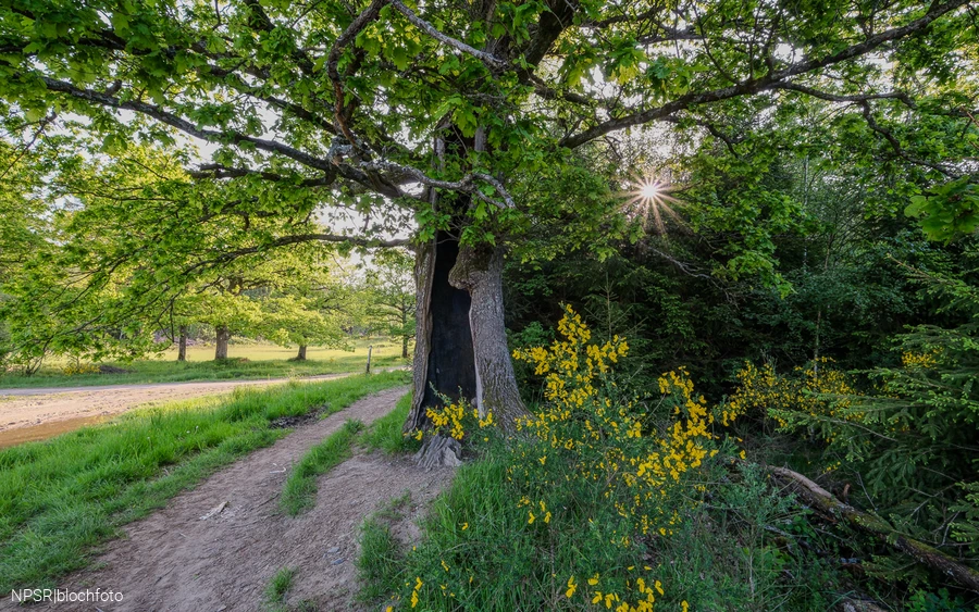 Eiche auf der Trupbacher Heide