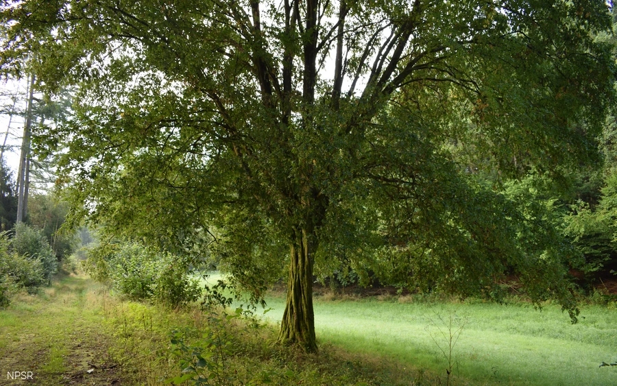 Hainbuche im Langenbachtal