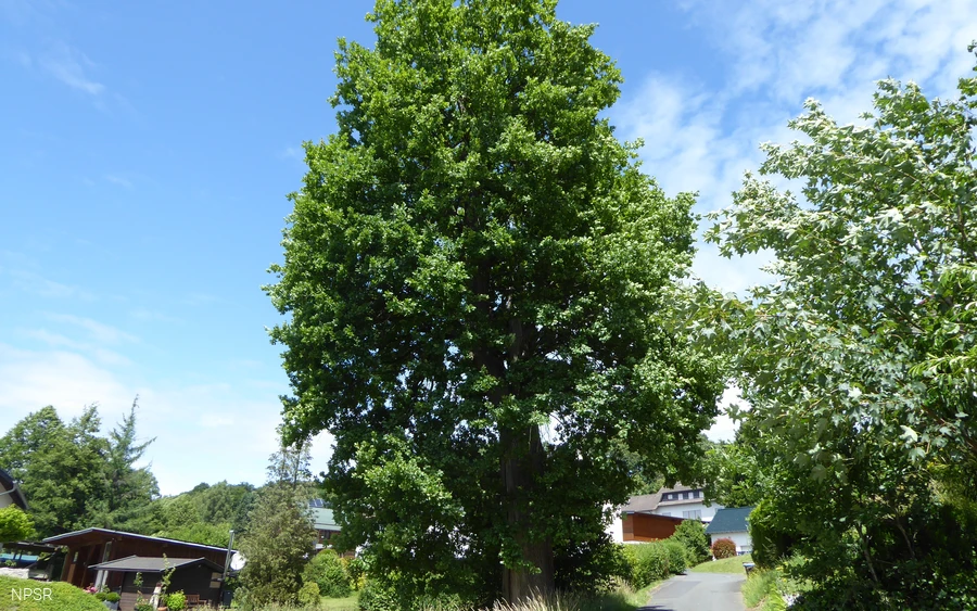 Die Backeseiche in Oberheuslingen