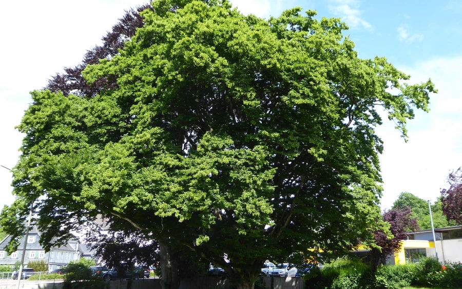 Naturdenkmal in der Ortsmitte von Hilchenbach