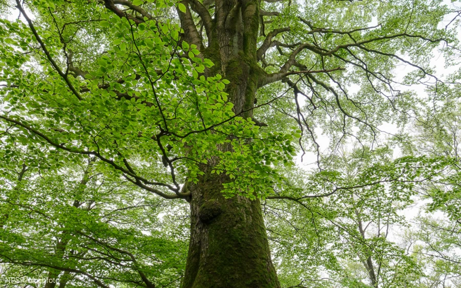 Auf der Ruine Borghausen wächst diese dicke Rotbuche.