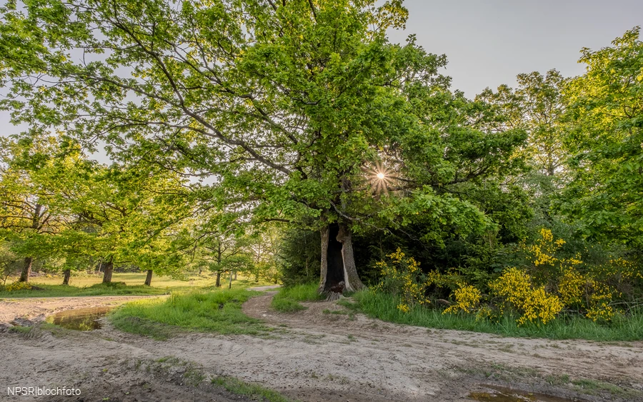 Eiche auf der Trupbacher Heide