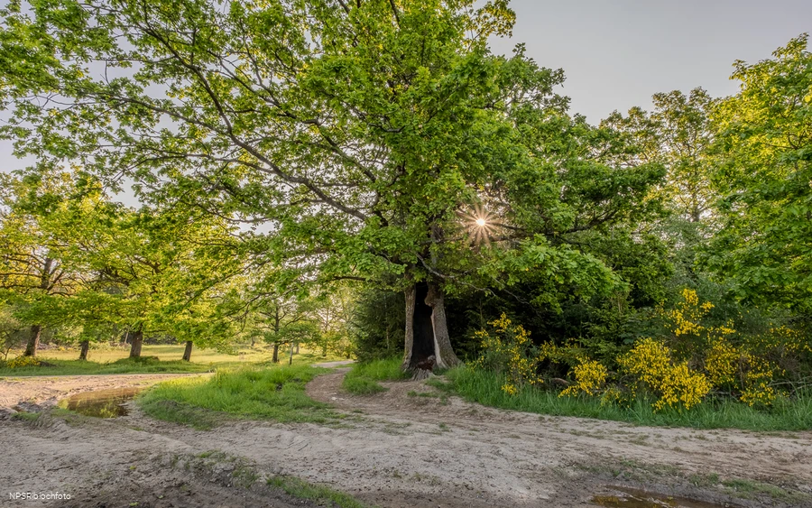 Eiche auf der Trupbacher Heide