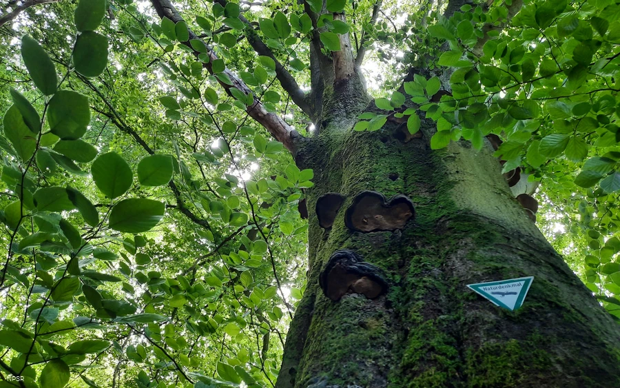 Rotbuche an der Leimbachquelle