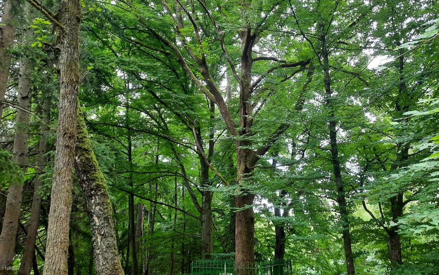 Friedrich-Vorlaender-Eiche in Allenbach