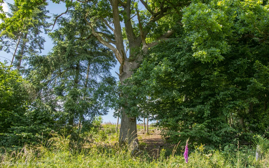 Diese Eiche steht oberhalb von Heggen und ist einer der ältesten Bäume in dem angrenzenden Wäldchen.