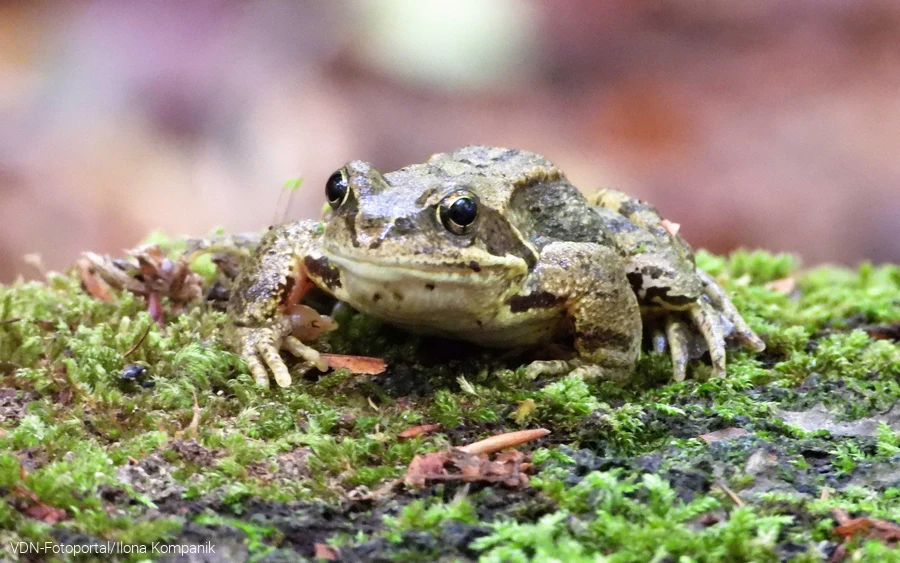 Grasfrosch