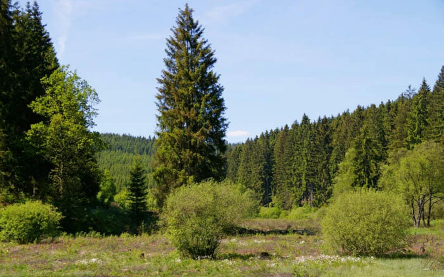 37_H_Schwarzbachtal-Haupt A.Klein.jpg