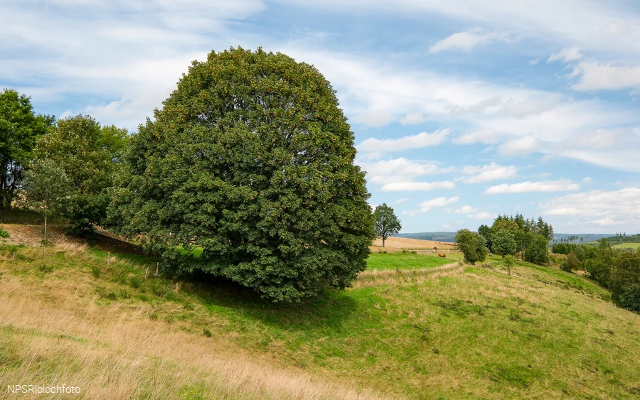 Bergahorn im Erndtebrücker Ortsteil Balde