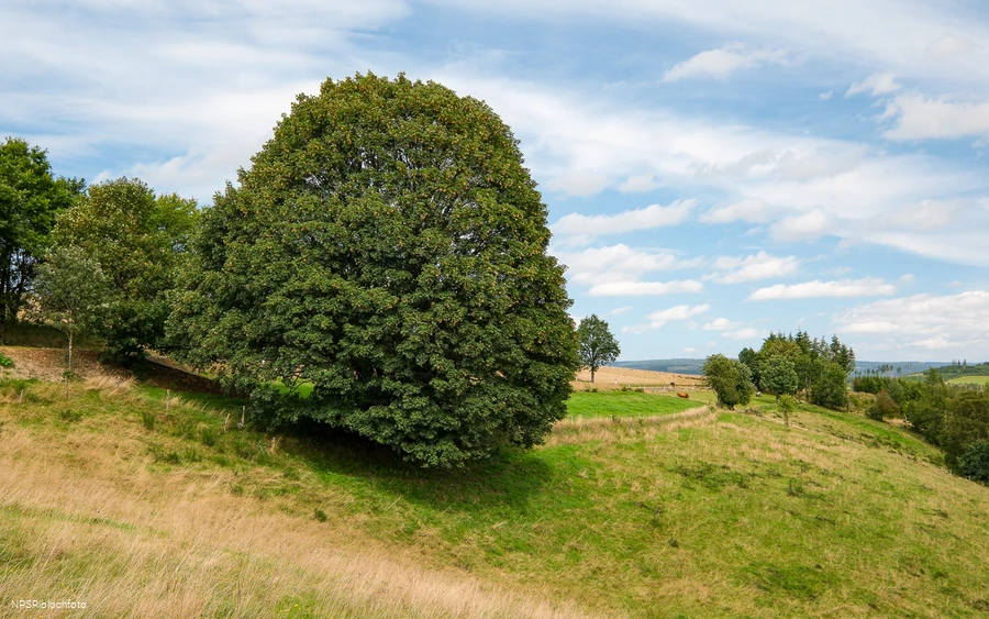 Bergahorn im Erndtebrücker Ortsteil Balde