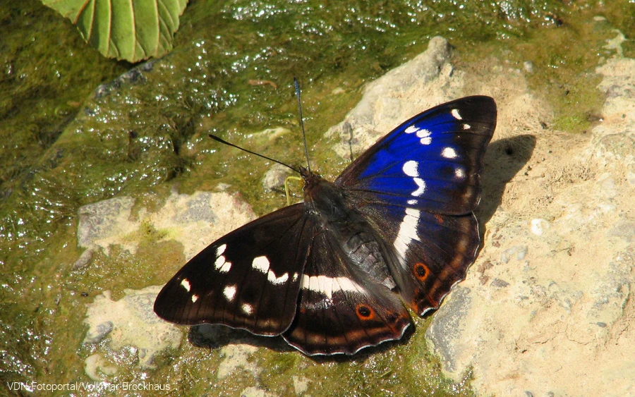 Schillerfalter am Fluss