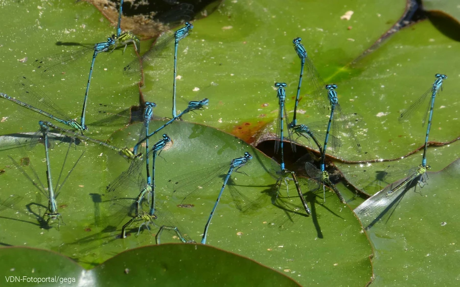 Hufeisen-Azurjunger bei der Eiablage