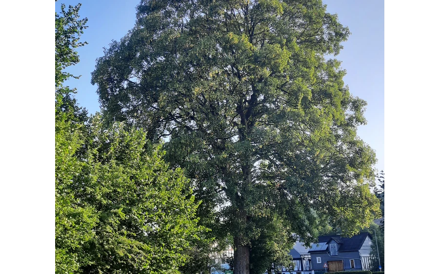 Bergahorn am Hof Kolwe