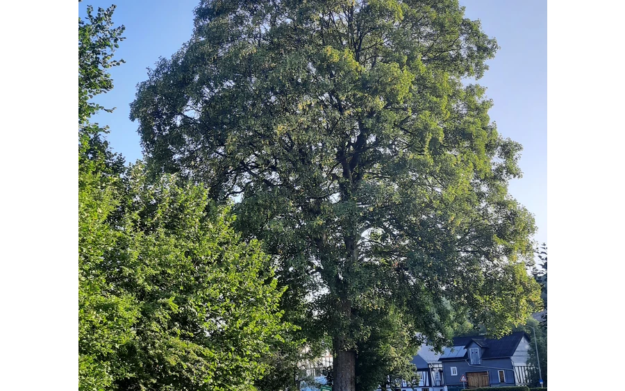 Bergahorn am Hof Kolwe