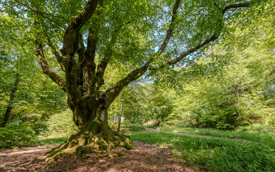 Eine imposante Erscheinung - die Dicke Buche in Krombach