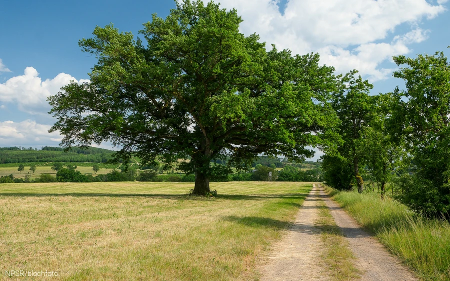 Nicht so hoch, dafür eine breite Krone - dieser Baum wurde in früheren Zeiten vielleicht beschnitten