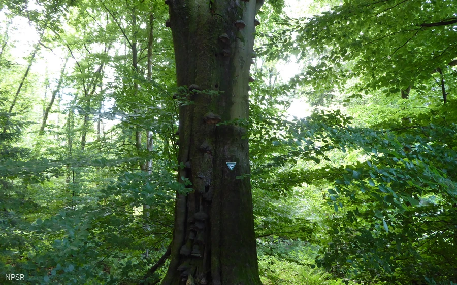 Rotbuche an der Leimbachquelle