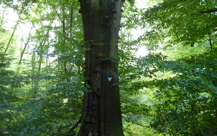 Rotbuche an der Leimbachquelle
