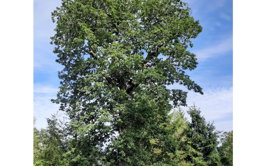 Grenzbaum dreier Gemarkungen - die Herzhäuser Eiche