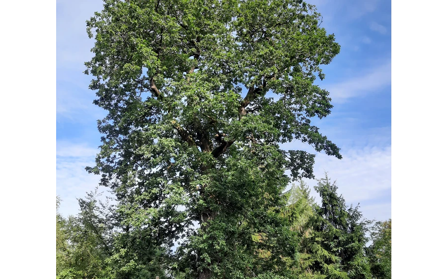 Grenzbaum dreier Gemarkungen - die Herzhäuser Eiche