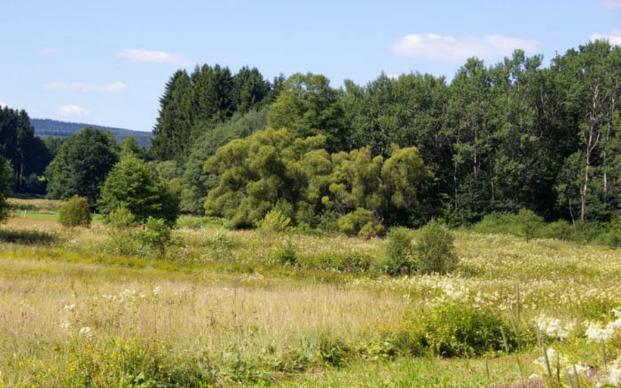 38_H_Grossmicke-Haupt A.Klein.jpg