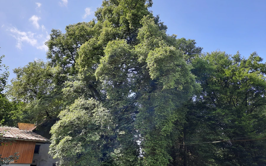 Linde an Aßlers Mühle in Holzhausen