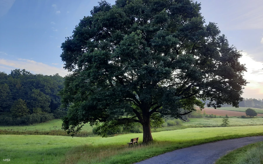 Eiche am Golfplatz im Berghäuser Tal