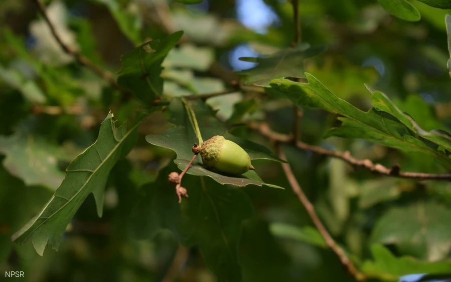 Eiche am Golfplatz im Berghäuser Tal