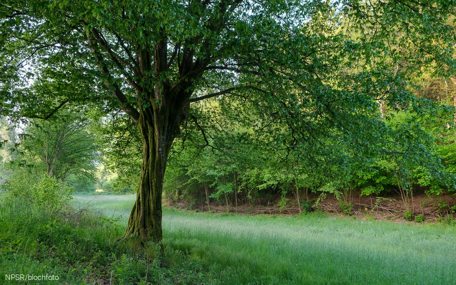 Unser Generationenbaum im Langenbachtal.