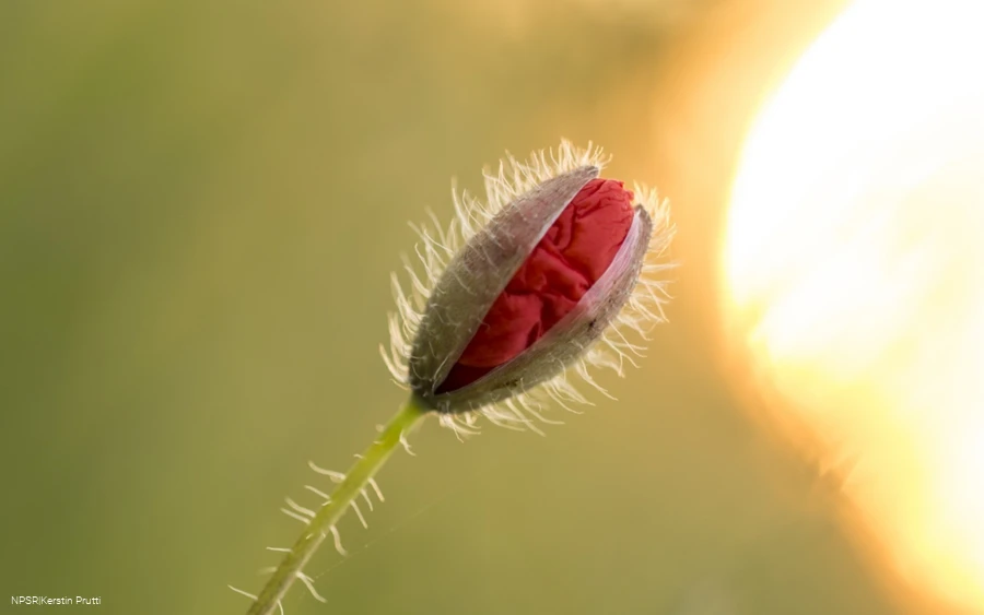Mohnblume