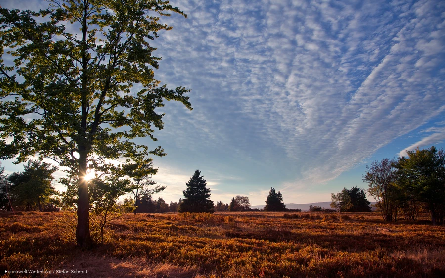 Eine weite Heidelandschaft mit einem Baum vor blauem Himmel.