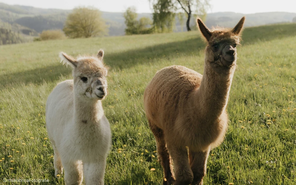 Naturparke24 - Alpaka
