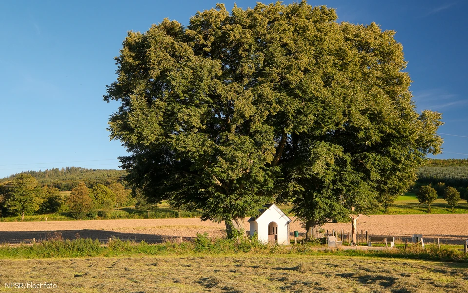 Linde an der Nothelferkapelle