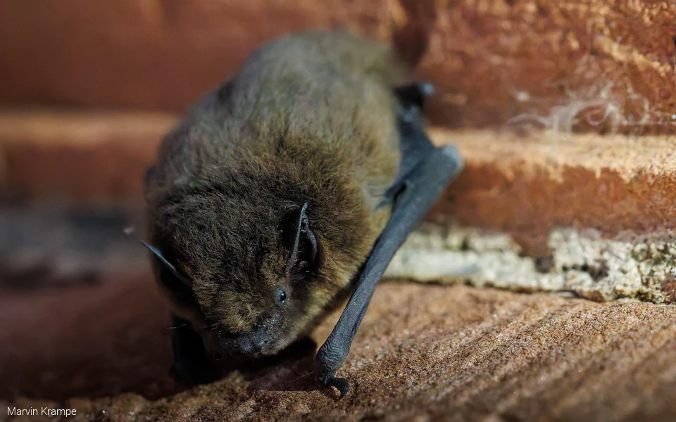 Naturparke24 - Fledermaus
