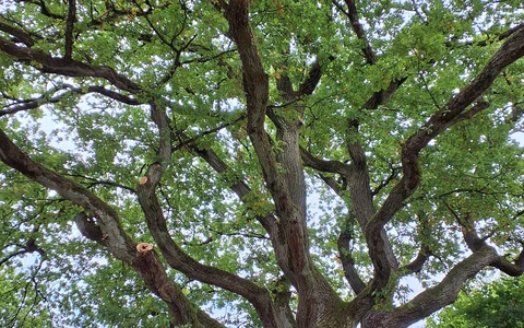 Die als Naturdenkmal ausgewiesene Krause Eiche bietet einen imposanten Anblick.